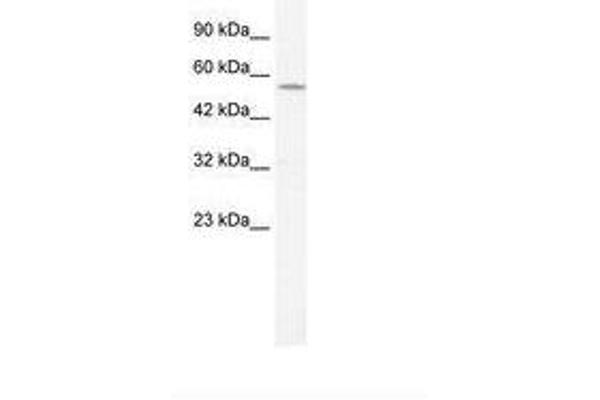 KCNA10 Antikörper  (AA 154-203)