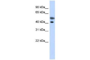 Image no. 1 for anti-Tropomodulin 2 (TMOD2) (N-Term) antibody (ABIN2774098)
