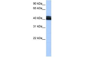 Image no. 1 for anti-Leucine Rich Repeat Containing 17 (LRRC17) (Middle Region) antibody (ABIN2784658)