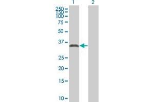 Image no. 1 for anti-Testis-Specific Serine Kinase 3 (TSSK3) (AA 1-268) antibody (ABIN529383)