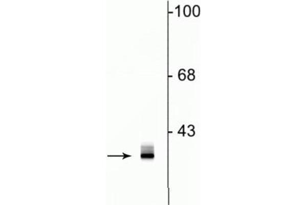 Clavesin 1 antibody  (C-Term)