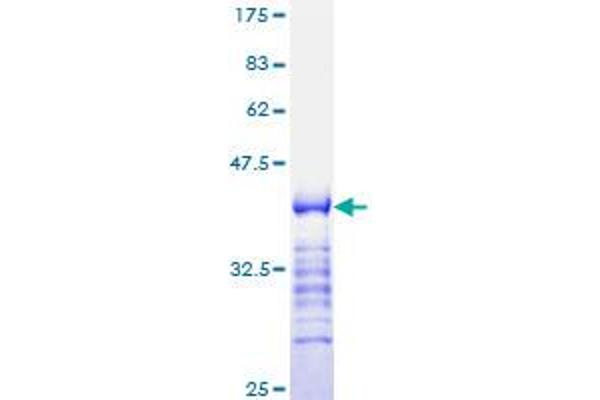 Cyclin A2 (CCNA2) (AA 1-100) protein (GST tag)