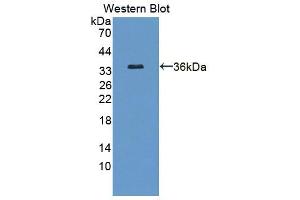 Image no. 1 for anti-Deoxyribonuclease X (DNASEX) (AA 19-302) antibody (ABIN1867606)