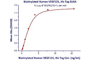 Image no. 2 for Vascular Endothelial Growth Factor (VEGF) (AA 27-147) (Active) protein (AVI tag,His tag,Biotin) (ABIN2870566)