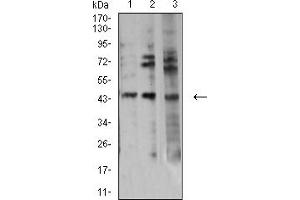 Image no. 4 for anti-Aurora Kinase A (AURKA) (AA 268-404) antibody (ABIN5611122)