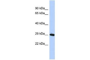 Image no. 1 for anti-Zinc Finger Protein 524 (ZNF524) antibody (ABIN2458458)