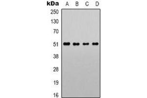Image no. 3 for anti-Adrenoceptor alpha 1A (ADRA1A) (C-Term) antibody (ABIN2957856)