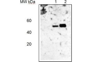 Image no. 1 for anti-ATP Synthase, H+ Transporting, Mitochondrial F1 Complex, alpha Subunit 1, Cardiac Muscle (ATP5A1) (Subunit alpha) antibody (ABIN5684019)