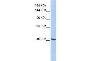 Image no. 1 for anti-Pogo Transposable Element with ZNF Domain (POGZ) (Middle Region) antibody (ABIN927419)