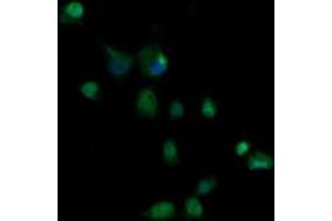 Image no. 4 for anti-Granzyme B (GZMB) (AA 21-247) antibody (ABIN1491198)