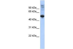 Image no. 1 for anti-F-Box and Leucine-Rich Repeat Protein 16 (FBXL16) (Middle Region) antibody (ABIN2785266)