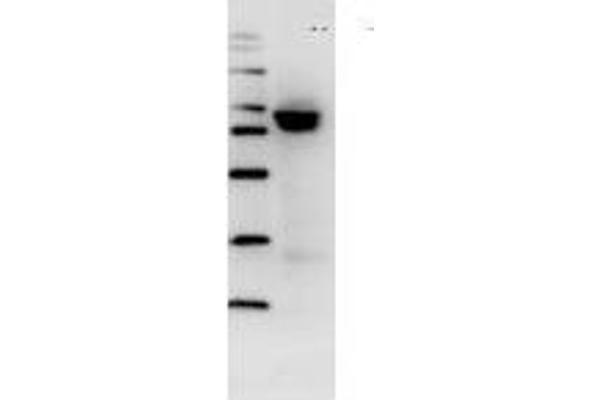 Influenza Nucleoprotein antibody (Influenza A Virus H2N2) (H1N1), (H2N2), (H3N2), (H5N1), (H5N2) (HRP)