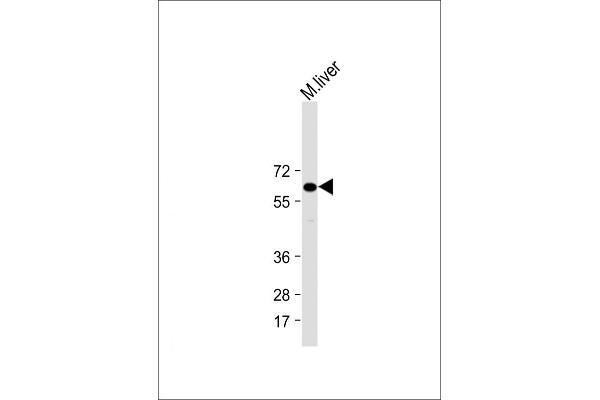 IL1RAP antibody  (AA 279-313)