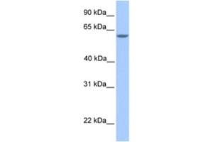 Image no. 1 for anti-Metallothionein-Like 5, Testis-Specific (Tesmin) (MTL5) antibody (ABIN2463584)