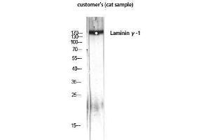 Image no. 1 for anti-Laminin, gamma 1 (LAMC1) (C-Term) antibody (ABIN3185354)