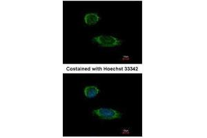 ICC/IF Image Immunofluorescence analysis of methanol-fixed HeLa, using Caspase 1 alpha, antibody at 1:500 dilution.