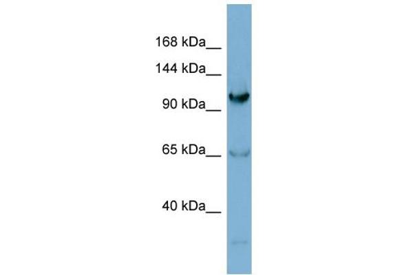 anti-Gem (Nuclear Organelle) Associated Protein 4 (GEMIN4) (N-Term) antibody