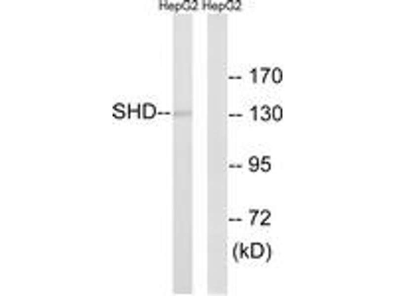 anti-SHD antibody (AA 141-190) | Product No. ABIN1535360