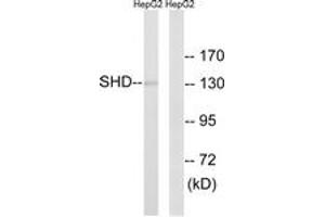 Image no. 1 for anti-Src Homology 2 Domain Containing Transforming Protein D (SHD) (AA 141-190) antibody (ABIN1535360)