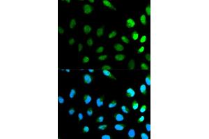 Image no. 3 for anti-Neural Precursor Cell Expressed, Developmentally Down-Regulated 8 (NEDD8) antibody (ABIN3021596)