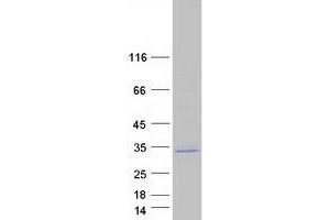 Image no. 1 for CDC42 Effector Protein (Rho GTPase Binding) 2 (CDC42EP2) protein (Myc-DYKDDDDK Tag) (ABIN2713840)