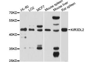 anti-Killer Cell Immunoglobulin-Like Receptor, three Domains, Long Cytoplasmic Tail, 2 (KIR3DL2) antibody