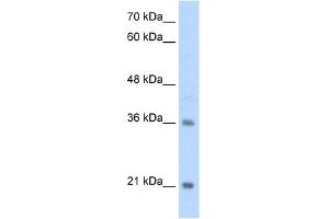 Image no. 1 for anti-Transcription Factor 15 (Basic Helix-Loop-Helix) (TCF15) (N-Term) antibody (ABIN2780612)
