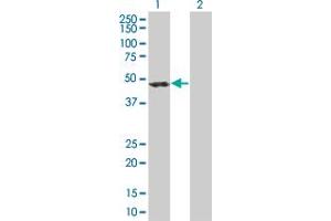 Western Blot analysis of ACTR1B expression in transfected 293T cell line by ACTR1B MaxPab polyclonal antibody.