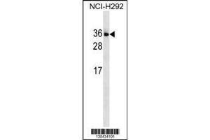 Image no. 1 for anti-Interleukin 34 (IL34) (AA 27-53), (N-Term) antibody (ABIN1539235)