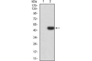Image no. 5 for anti-beta-1,3-Glucuronyltransferase 1 (Glucuronosyltransferase P) (B3GAT1) (AA 193-334) antibody (ABIN5917282)
