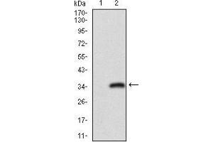 Image no. 4 for anti-CD24 Molecule (CD24) (AA 15-80) antibody (ABIN1724858)