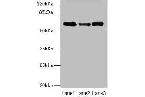SMOX Antikörper  (AA 1-555)