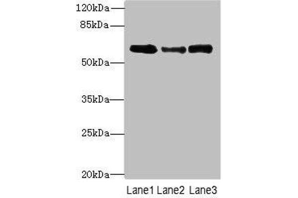 SMOX Antikörper  (AA 1-555)