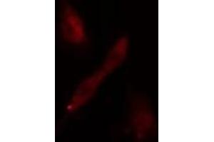 Image no. 2 for anti-Guanine Nucleotide Binding Protein-Like 3 (Nucleolar)-Like (GNL3L) antibody (ABIN6258968)