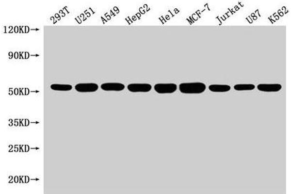 SLC25A24 Antikörper  (AA 1-197)