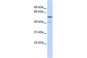 METT5D1 抗体  (N-Term)