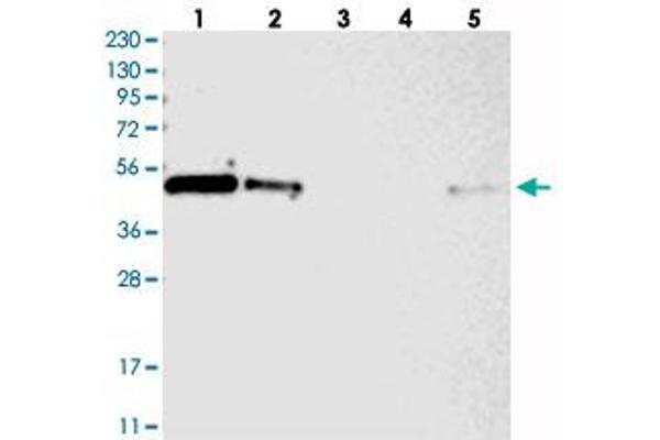 anti-Zinc Finger Protein 787 (ZNF787) antibody
