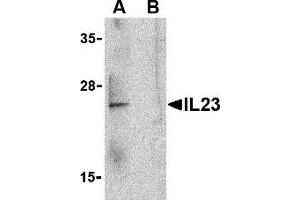 Image no. 1 for anti-Interleukin 23 (IL23) (C-Term) antibody (ABIN1030436)