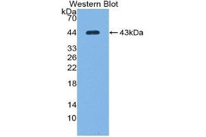 Image no. 1 for anti-Complement Component C7 (C7) (AA 122-456) antibody (ABIN1866977)