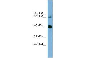 Image no. 1 for anti-Nodal Homolog (NODAL) (N-Term) antibody (ABIN2787061)