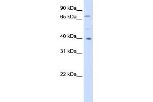 Image no. 1 for anti-Spermatogenesis Associated 7 (SPATA7) (Middle Region) antibody (ABIN2787132)