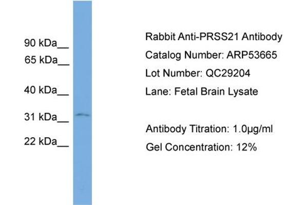 PRSS21 antibody  (N-Term)