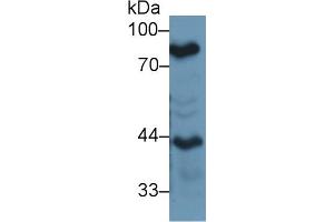 Image no. 2 for anti-Lactotransferrin (LTF) (AA 550-707) antibody (ABIN1859720)