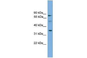 Image no. 2 for anti-Organic Solute Transporter alpha (OSTALPHA) (Middle Region) antibody (ABIN2785228)
