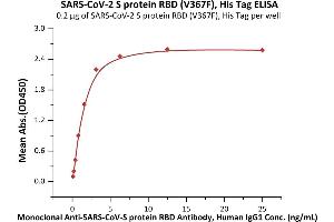 Image no. 1 for SARS-CoV-2 Spike S1 (RBD), (V367F) protein (His tag) (ABIN6952630)