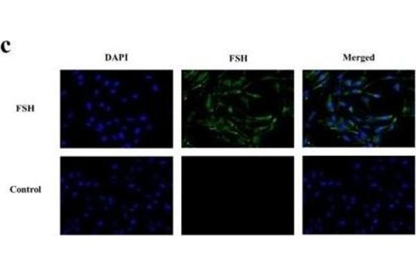 FSHB antibody  (AA 61-98)