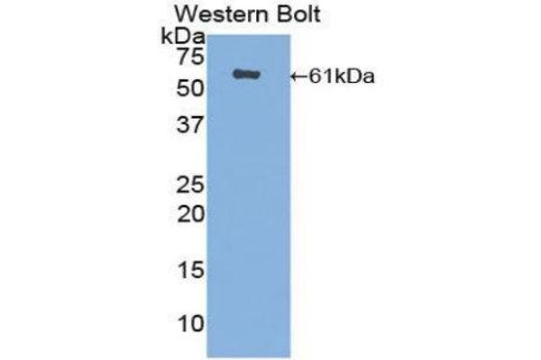 anti-CUB and Zona Pellucida-Like Domains 1 (CUZD1) (AA 218-479) antibody