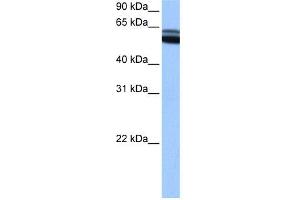Image no. 2 for anti-Retinoic Acid Receptor, beta (RARB) (C-Term) antibody (ABIN2782266)