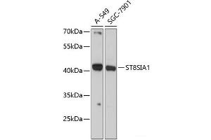 ST8SIA1 Antikörper