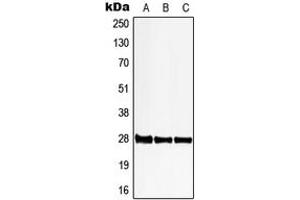 Western blot analysis of 6PGL expression in HeLa (A), SP2/0 (B), PC12 (C) whole cell lysates.